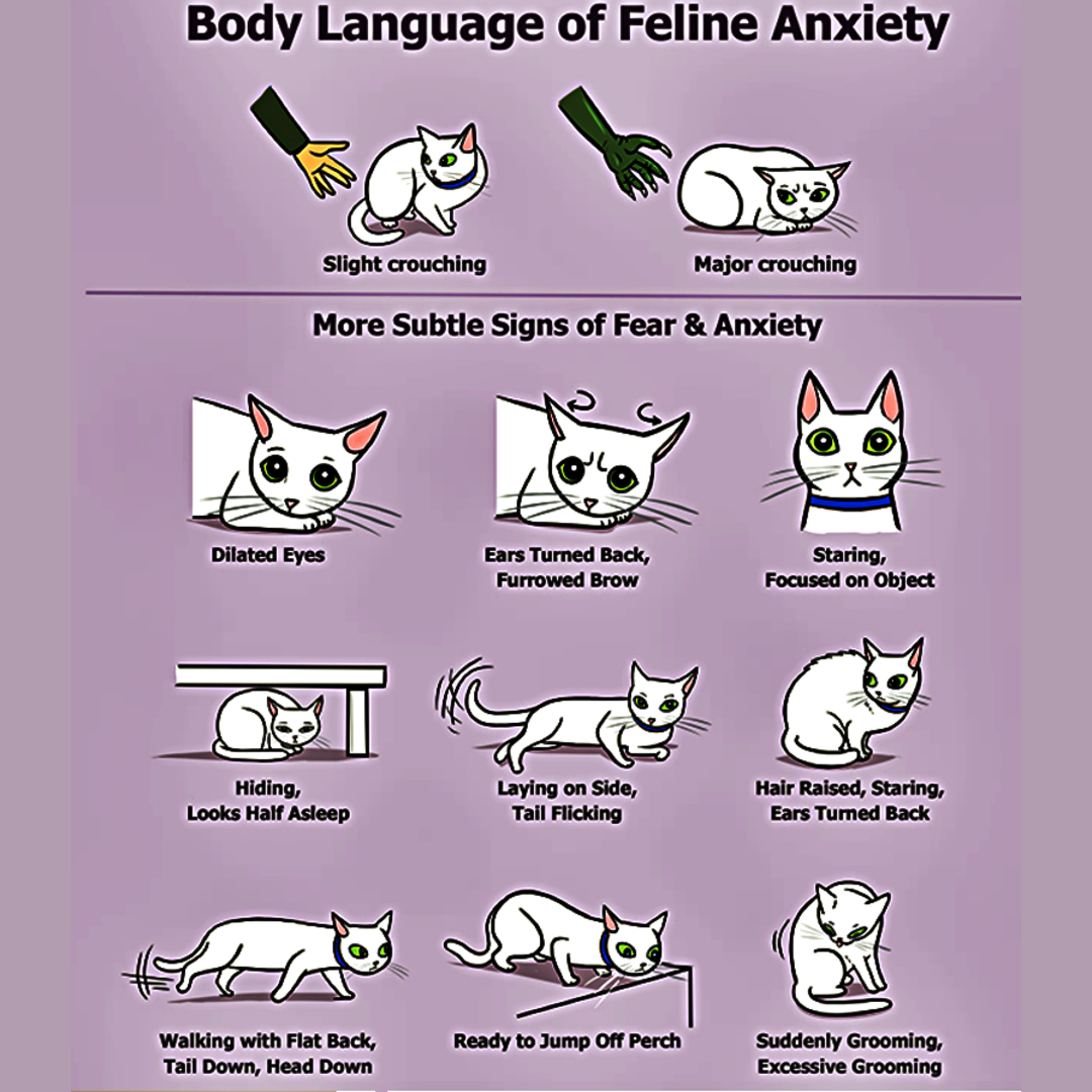 How to recognize feline anxiety