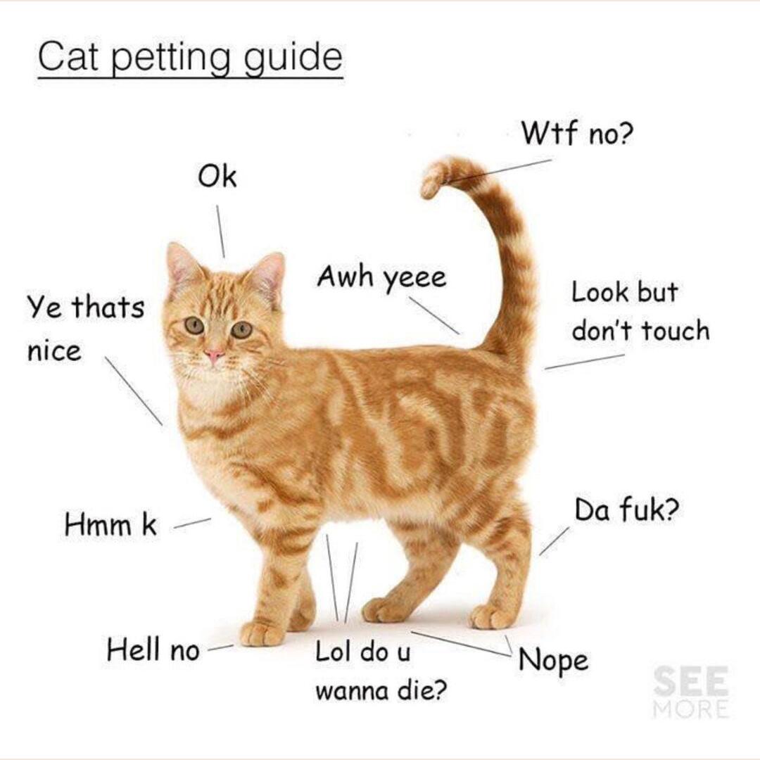 Cat petting guide.