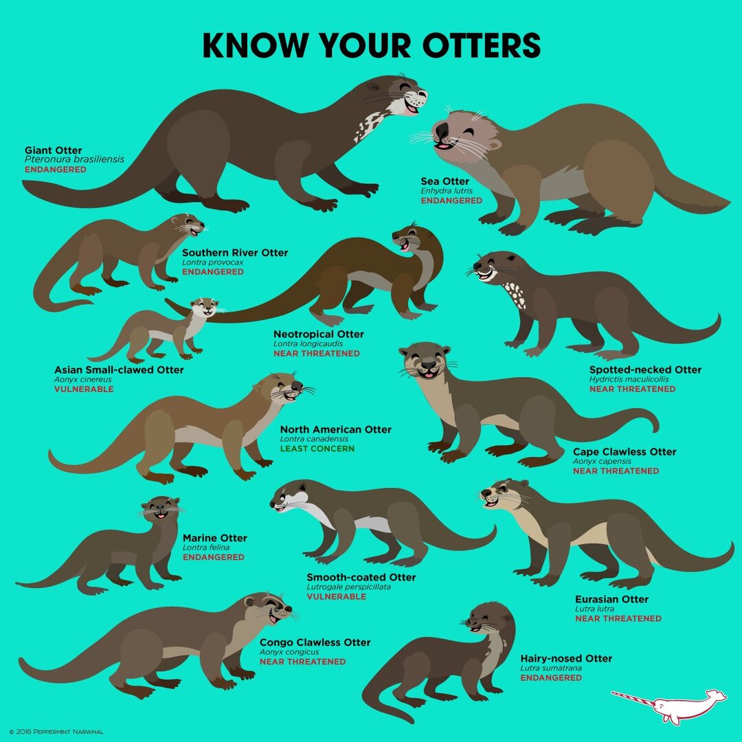Know Your Otters: The 13 Species