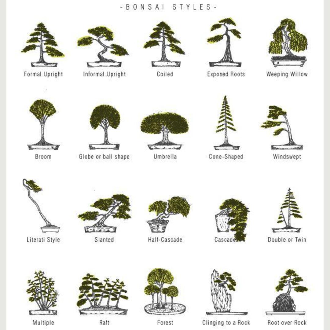 For all my fellow bonsai enthusiasts