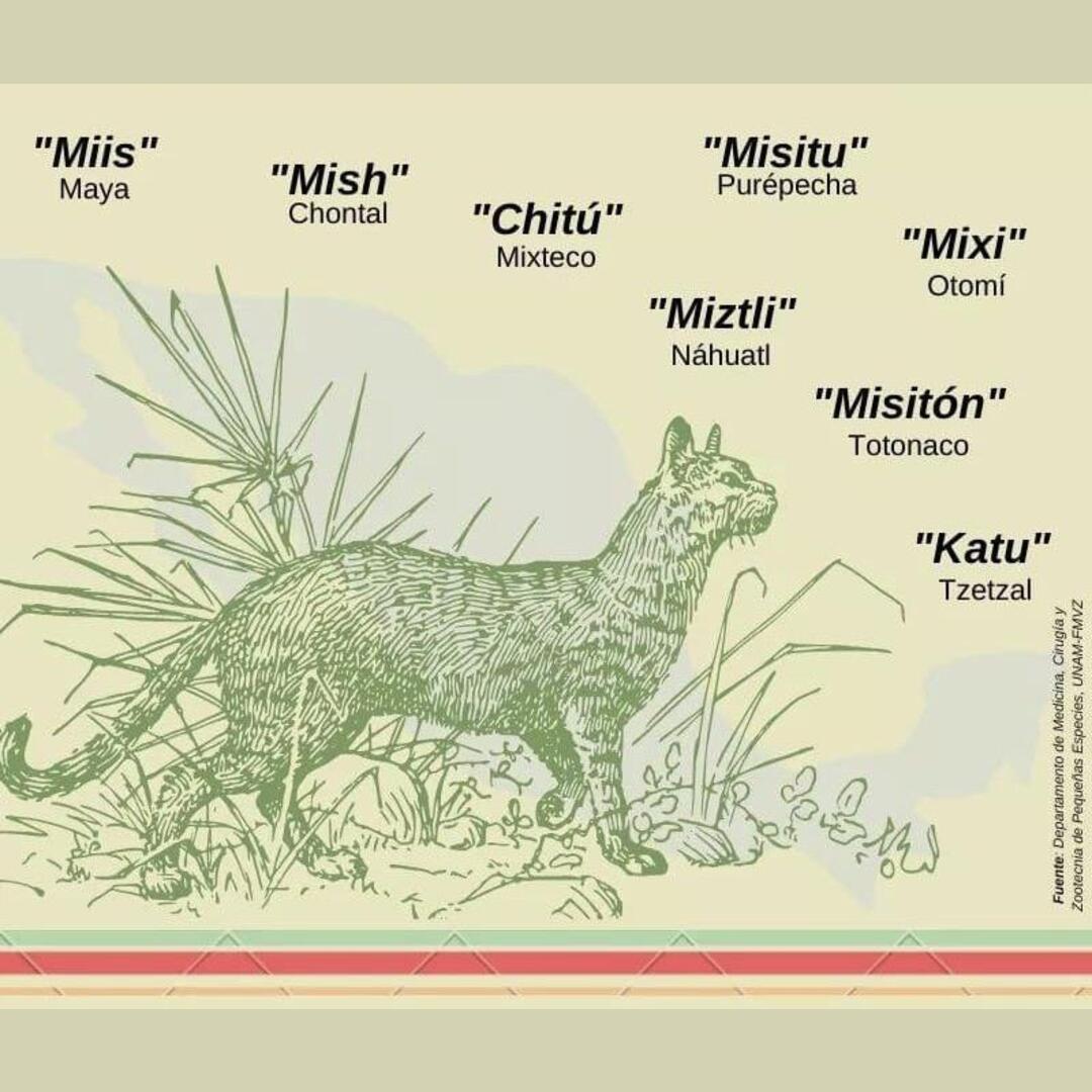 Ways to say “Cat” in the main indigenous languages ​​of Mexico