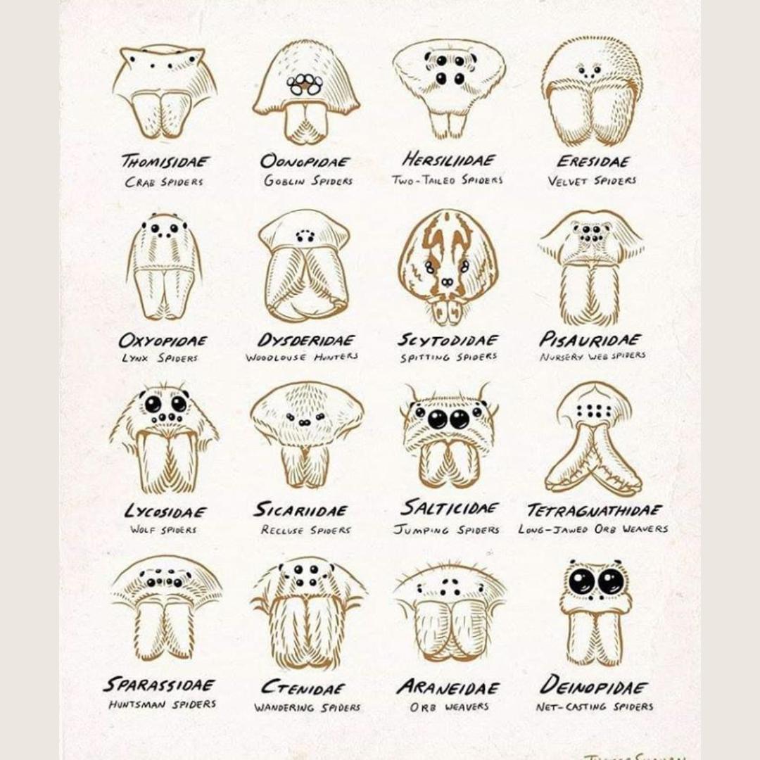 Cool Guide on Spiders