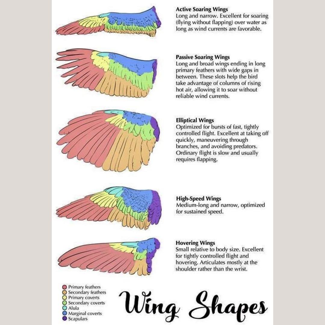 Detailed guide to different types of bird wings and their functional parts