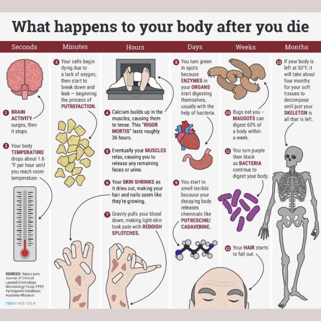 What happens to your body after you die