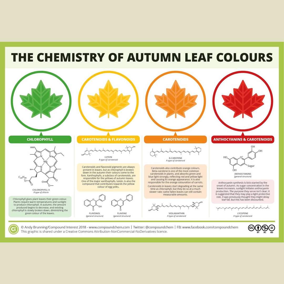Chemistry of leaf colours