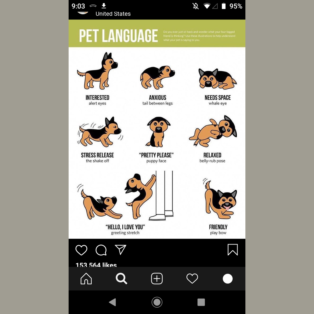 Dog body language