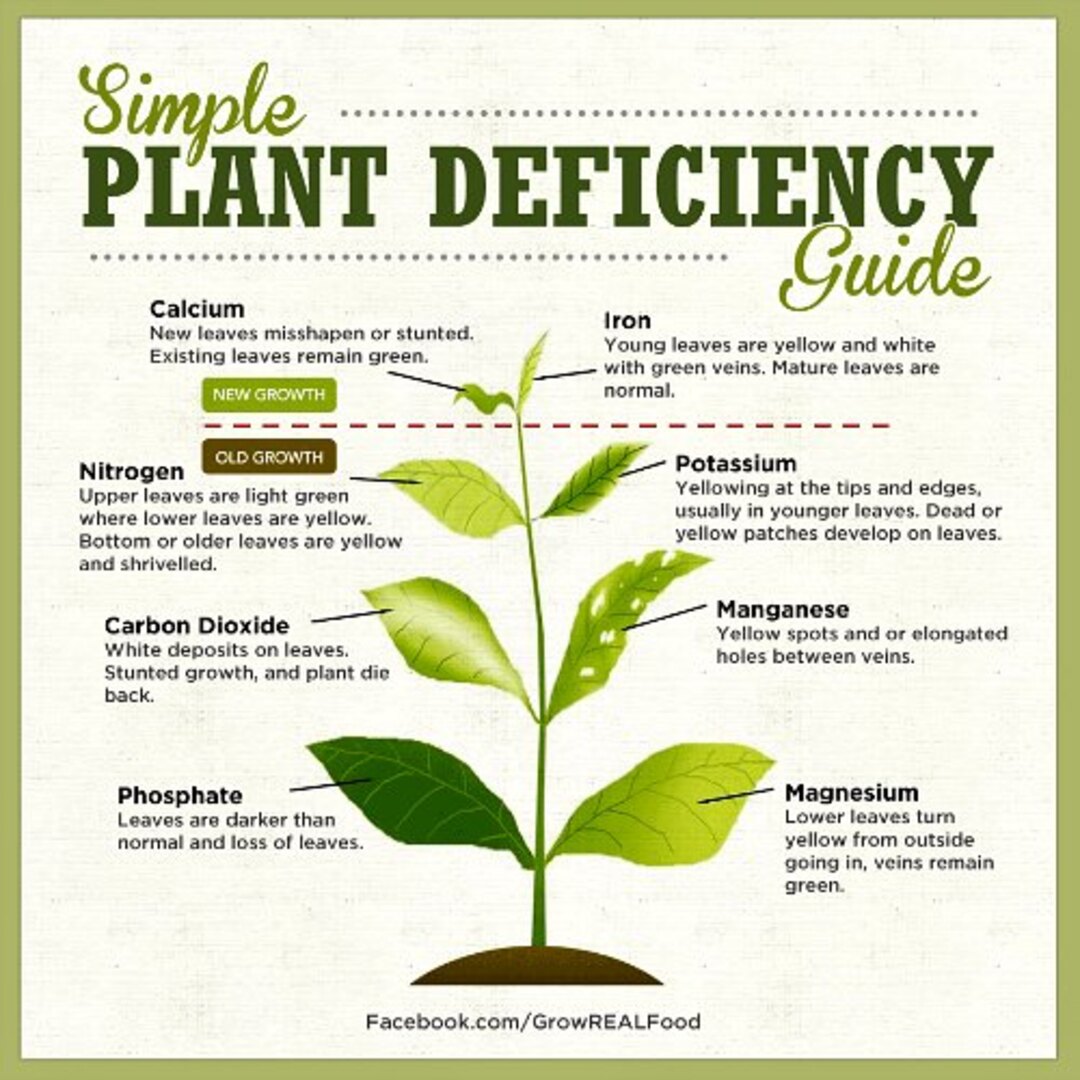 Plant Deficiency Guide