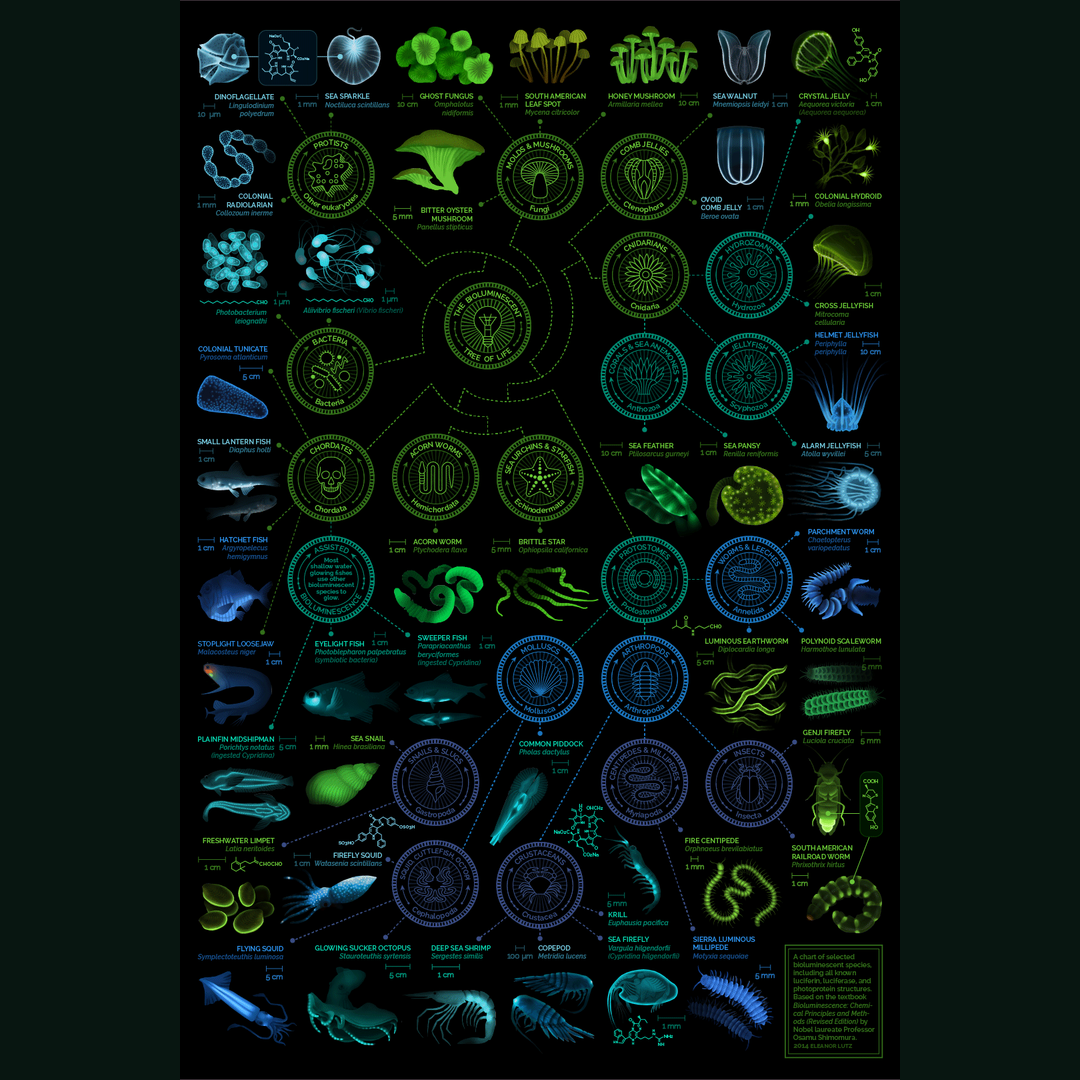 The Bioluminenscent Tree of Life