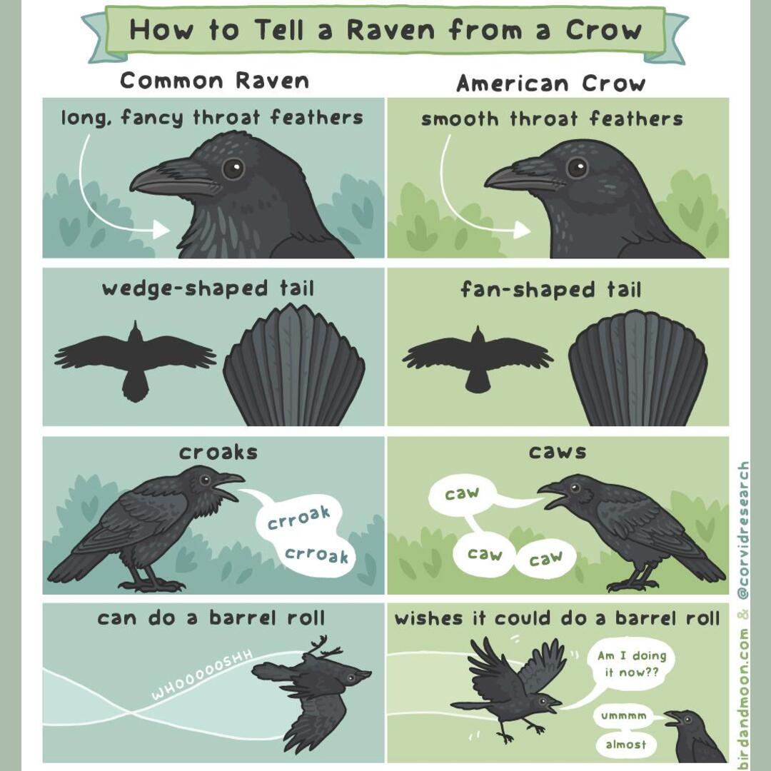 How to tell a raven from a crow