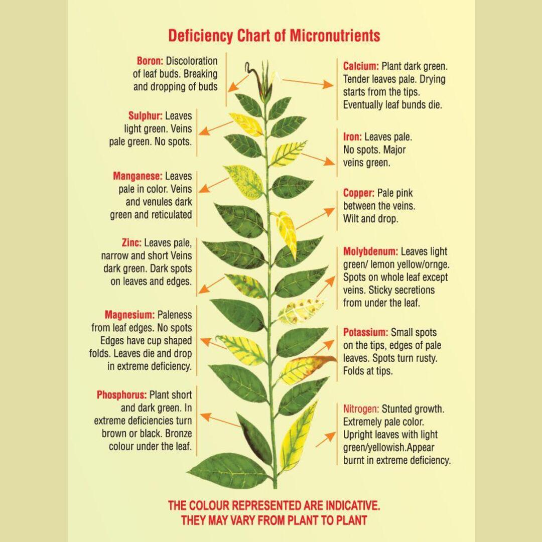 How the deficiency of different minerals and micronutrients affect how a plant grows and develops.
