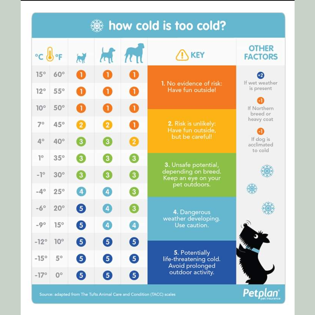 Awesome guide for dog owners!