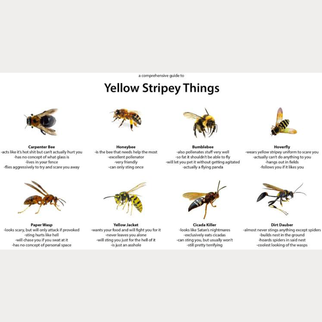 A cool comprehensive guide to yellow “stripey” things