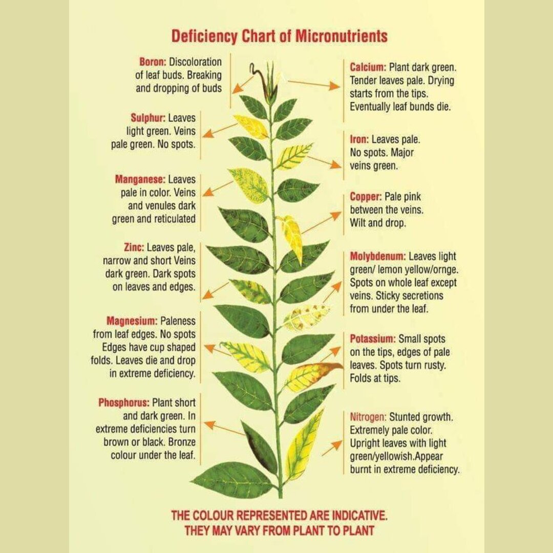 A lot of people seem to need this deficiency chart again. (All credit to the original poster.)