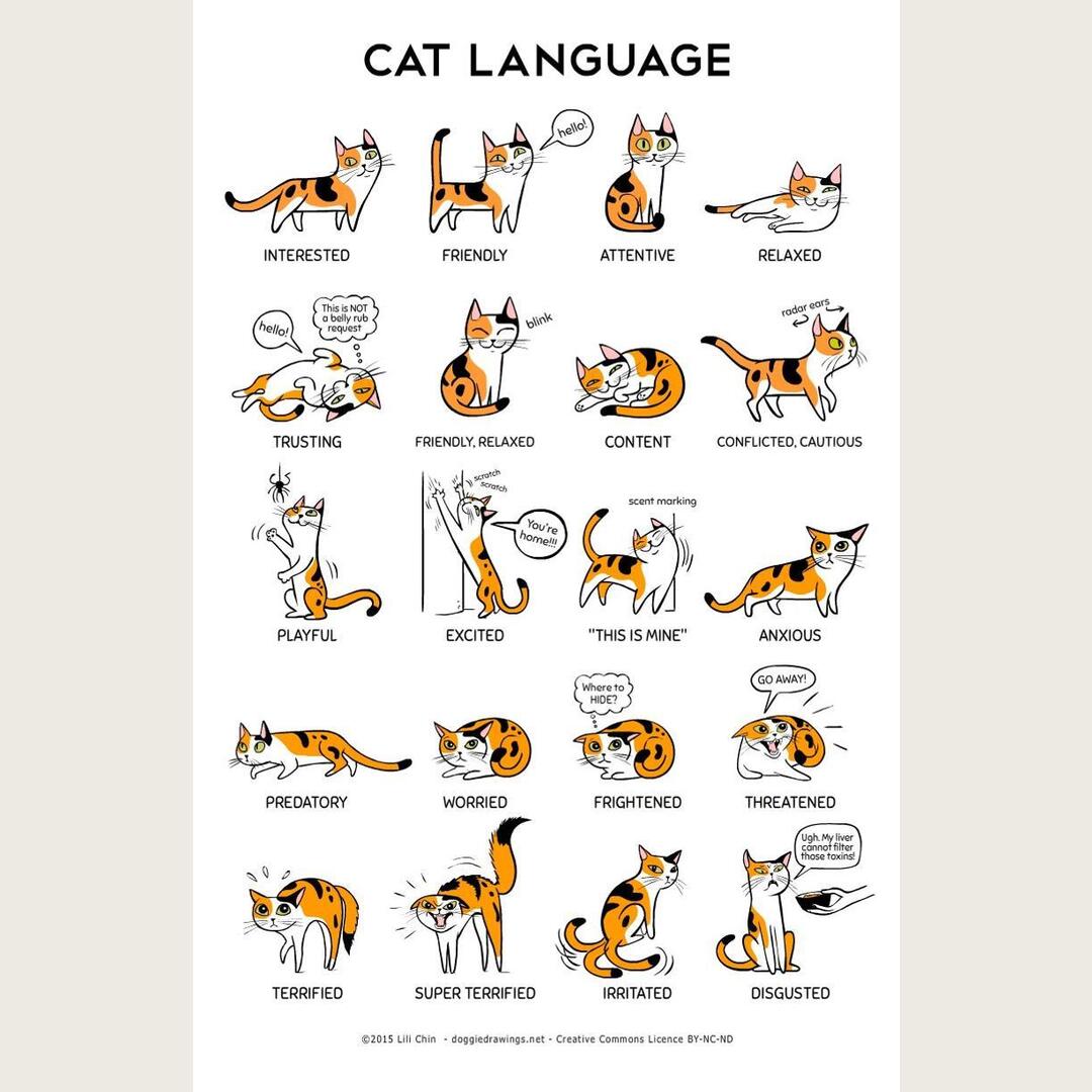 Cat body language