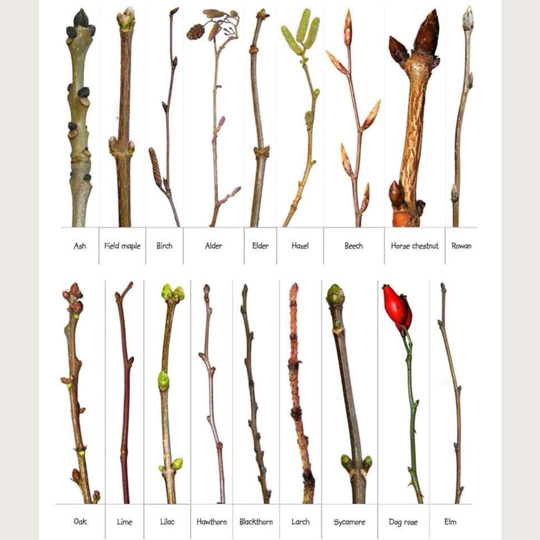 Discover the forest posted this on Facebook. Definitely a cool guide!