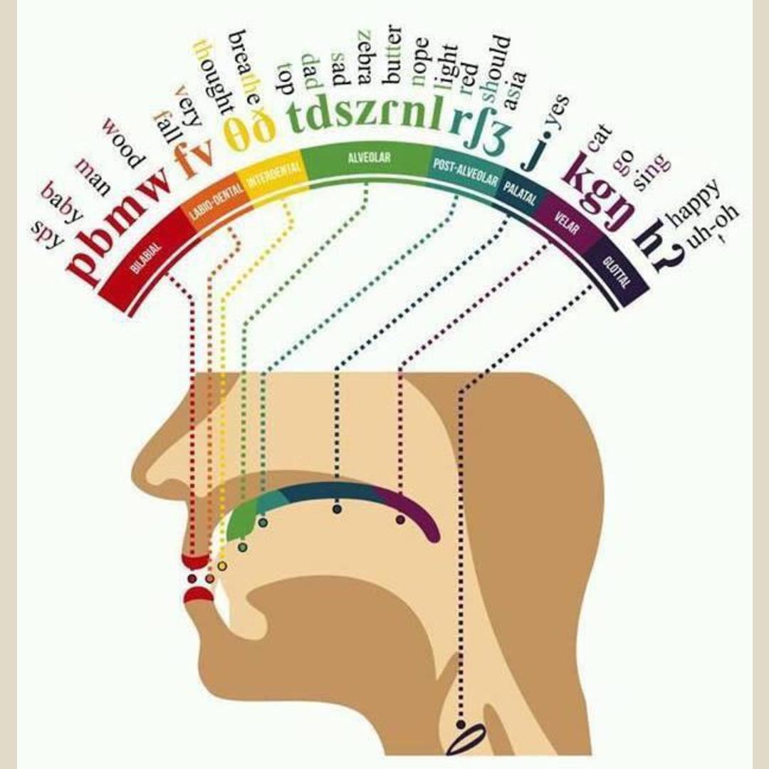 A map of the human mouth where each word is preformed
