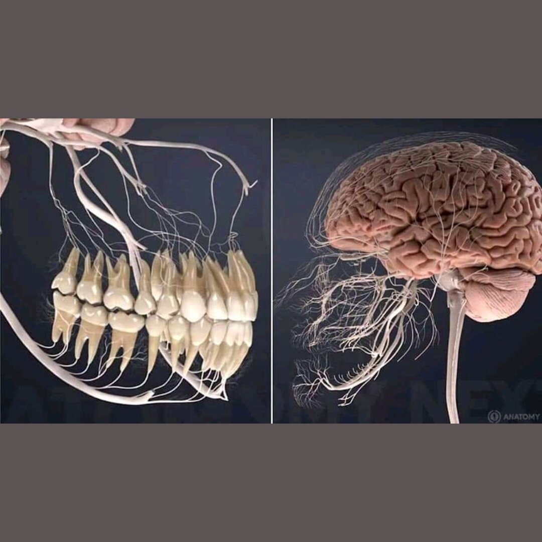 This is what all the nerves related to your teeth look like.