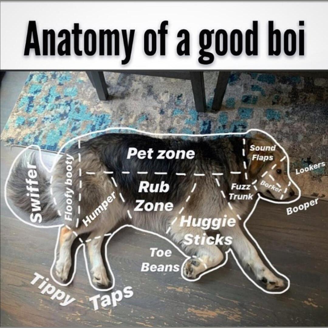 Goodest anatomy