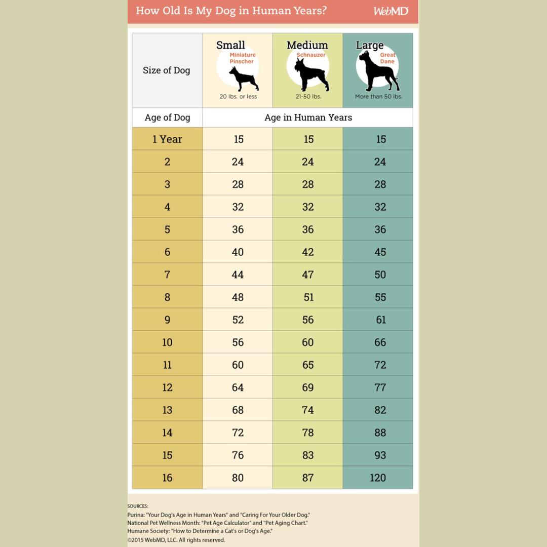 Dogs Age Differently Depending On Their Size