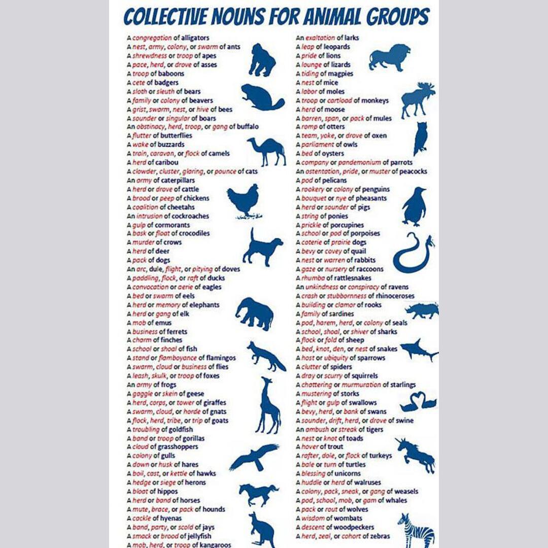 Proper Names for Various Groups of Animals