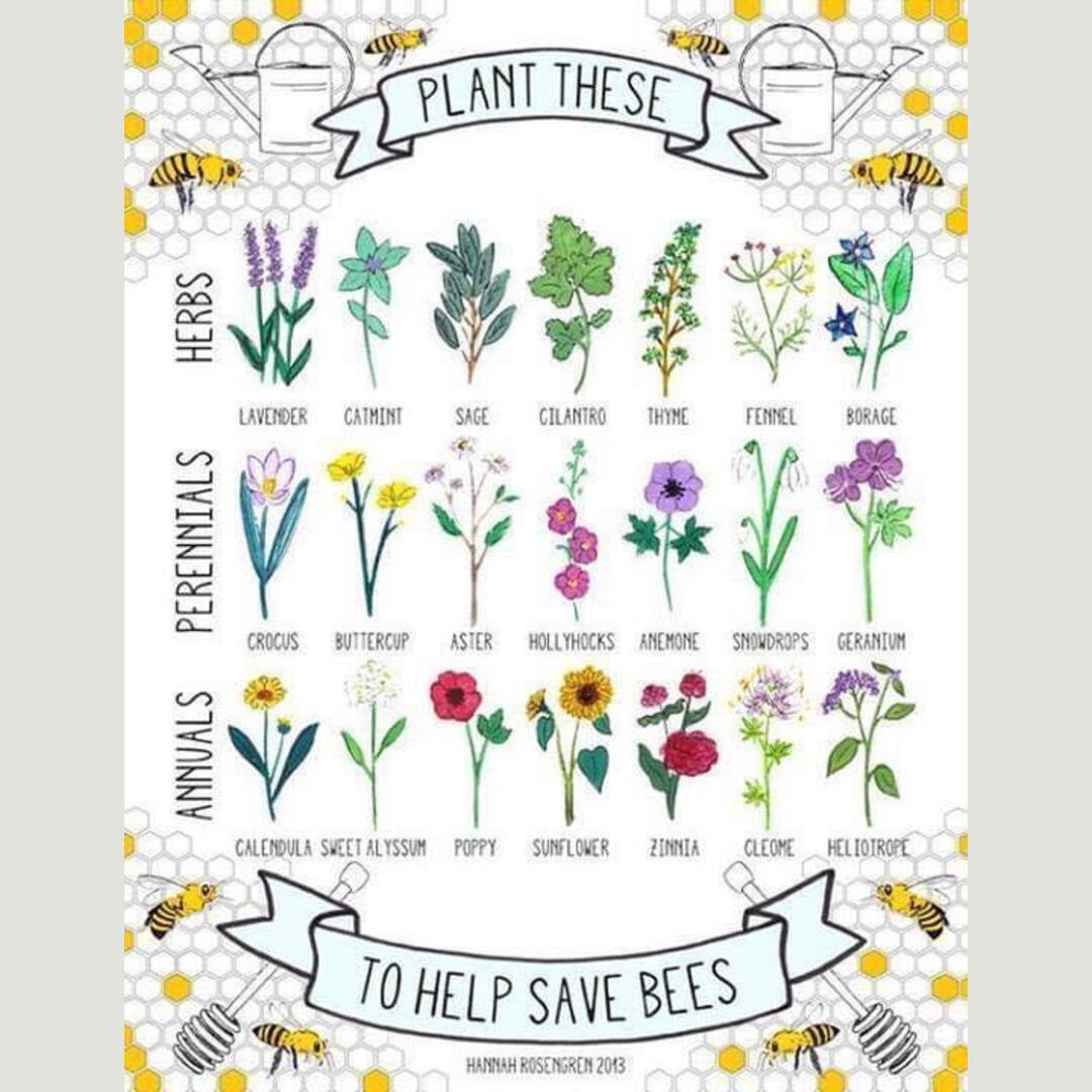 Save the bees!